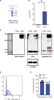 Glycoprotein Targeted CAR-NK Cells for the Treatment of SARS-CoV-2 Infection